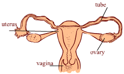 1 weeks old fetus (baby)