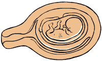 10 weeks old fetus (baby)