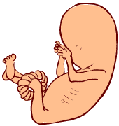 11 weeks old fetus (baby)