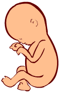 13 weeks old fetus (baby)
