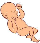 17 weeks old fetus (baby)