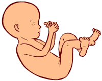 18 weeks old fetus (baby)