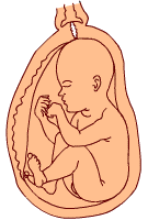24 weeks old fetus (baby)