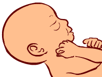 31 weeks old fetus (baby)