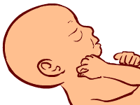 Fetus is 31 weeks old 31 weeks old fetus (baby)