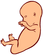 Fetus is 8 weeks old 8 weeks old fetus (baby)