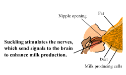 Production of Milk and How it Reaches the Baby