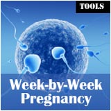 week-by-week pregnancy calendar
